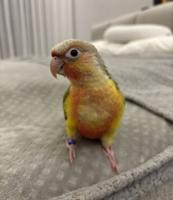 إعلان عن كنيور ربوة