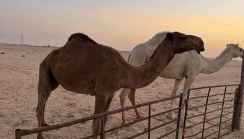 إعلان عن عشرا ضريبه مسحوبة بنتها