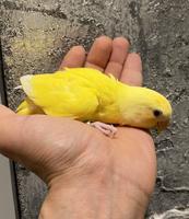 إعلان عن لوف بيرد انتاج الكويت