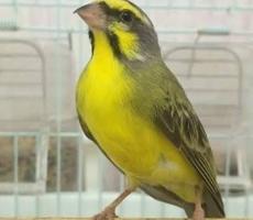 إعلان عن ياسمين اصفر شرط التغريد