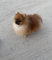 إعلان عن للبيع كلب ذكر بوميرينيان العمر ٨ شهور ب ٥٠٠ دك