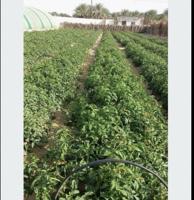 إعلان عن مطلوب مزرعه للاجار. للحلال  في الوفره 50الف