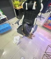 إعلان عن Pure breed yourky female