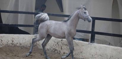 إعلان عن للبيع فرس حجر ( حامل ) وحدرها مهره