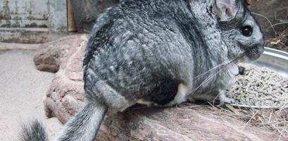 إعلان عن ارنب شانشيلا