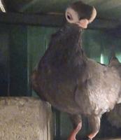 إعلان عن للبيع زوج حمام جعافر