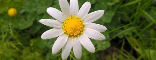 إعلان عن مندوب توصيل طلبات