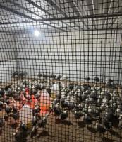 إعلان عن دجاج فيومي