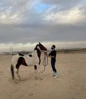 إعلان عن خيل بولنديه