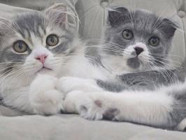 إعلان عن قطتين مع بعض