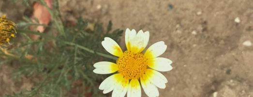 إعلان عن للايجار غرفه بحمام بالصباحيه ق1