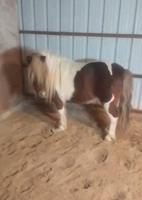 إعلان عن للبيع بونيه