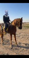 إعلان عن ايجار خيول جمال أخياله والتصوير  بساعات