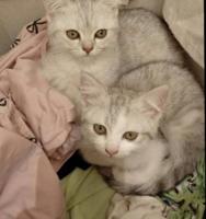 إعلان عن كتنز للتبني