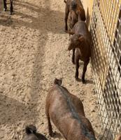 إعلان عن للبيع 3 تيوس بربري عمر شهر سعر الواحد 30 دينار الاستلام كبد