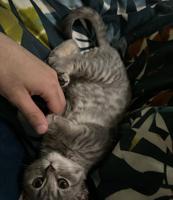 إعلان عن British short hair cat male