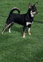 إعلان عن كلاب زينه للبيع جيواوا ، جاك راسل