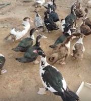 إعلان عن بط مصري للبيع (مسكوفي)