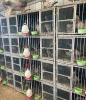 إعلان عن للبيع ازواج لاحم سلفر