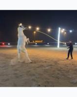 إعلان عن حصان مصري اصفر بيور مع جوازه وكامل اوراقه