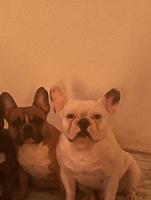 إعلان عن فرنش بولدوج ذكر ابيض 3سنين ونثيه البيع مع بعض مطعمين