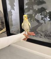 إعلان عن كروان كوكتيل ربوه للبيع ، متعود عالناس والاطفال مع قفص كبير + اكل