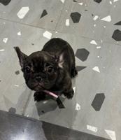 إعلان عن فرنش بولدوق