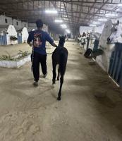 إعلان عن للبيع جملة ٣ فلاوه واهو اثنين مصري وواحد مكس