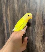 إعلان عن لوف بيرد نهاية عس