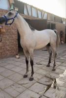 إعلان عن مصري 23 فاخر