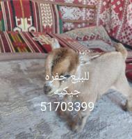 إعلان عن للبيع جفره جيكيه