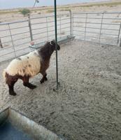 إعلان عن صباح الاحمد