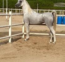 إعلان عن خيل مصريه