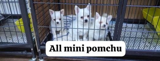 إعلان عن mini chihuahua vaccinated with health card