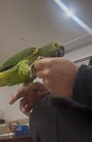 إعلان عن للبيع أمازون ربوة ويتكلم