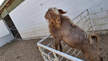 إعلان عن للبيع تيس بيور قبرصي