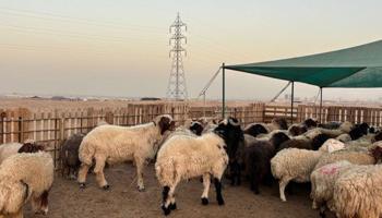 إعلان عن للبيع غنم شفال مضاريع ومطافيل