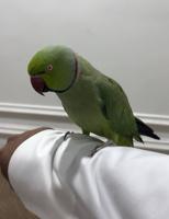 إعلان عن للبيع متو هولندي ربوه وكلام