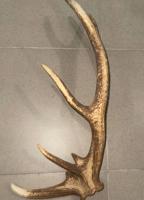 إعلان عن قرن وعل Dear Horn