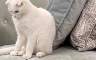 إعلان عن للتبني قطه For adoption