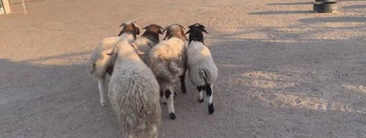 إعلان عن الارتال السالمي