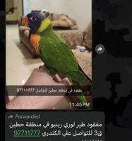 إعلان عن لوري رينبو مفقود