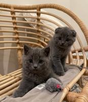 إعلان عن كتن ذكور سكوتش سلفر