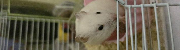 إعلان عن اثنين هامستر مع اقفاصهم و اكلهم ب٢٠