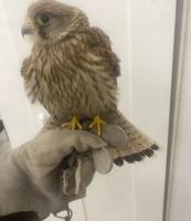 إعلان عن حميميه مدرب مع اعرضه كامله