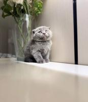 إعلان عن سكوتش فولد