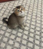 إعلان عن ٤ سكوتش فولد وستريت