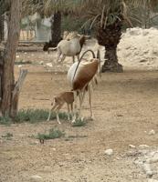 إعلان عن المها الافريقي