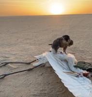 إعلان عن جير شاهين فاااخر