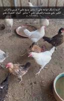 إعلان عن دجاج وارانب ودياجه